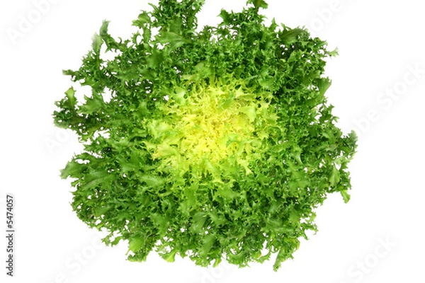 Obraz Leaf vegetable - green endive (Cichorium endivia)