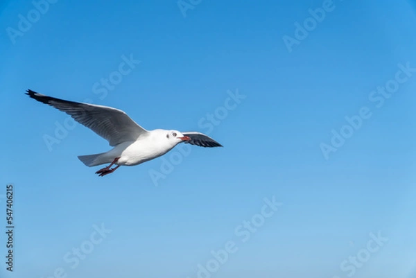 Obraz single seagull flying in blue sky background.