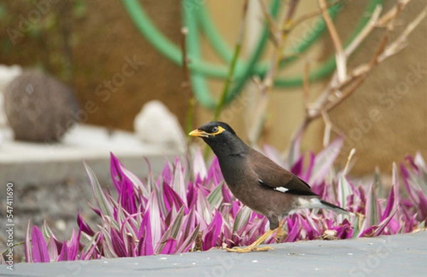 Obraz Mainate religieux ou merle des Indes, magnifique passereau au chant mélodieux, posant majestueusement sur une terrasse d'une maison à l'Ile Maurice dans l'Océan Indien