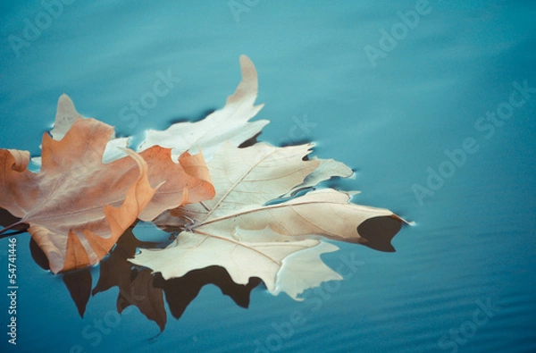 Obraz Leaf on the water