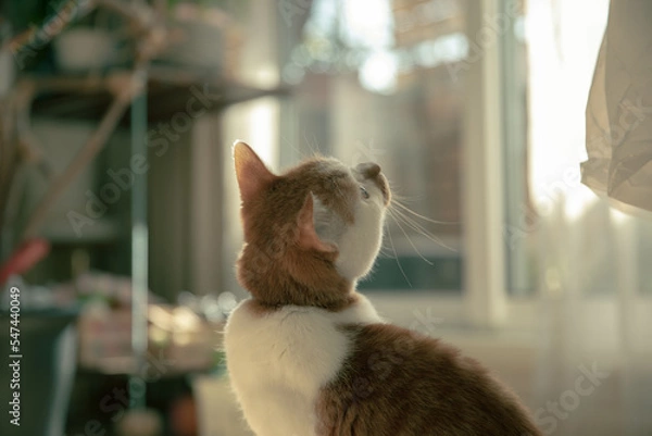 Obraz 部屋の中で上を見ている猫