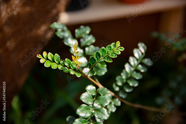 Obraz 緑のシマトネリコの若芽