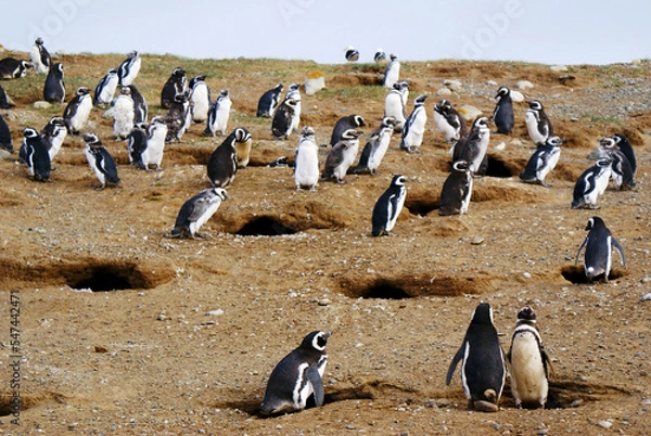 Fototapeta Sailing from Punta Arena to Isla Magdalena (Chile, Patagonia) you can interact with one of the largest colonies of Magellanic Penguins