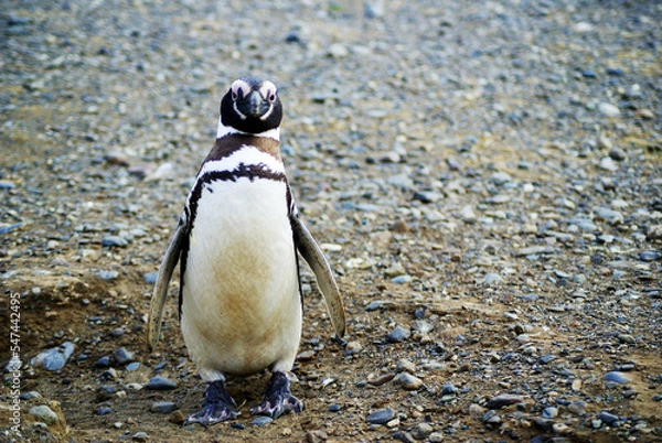 Fototapeta Sailing from Punta Arena to Isla Magdalena (Chile, Patagonia) you can interact with one of the largest colonies of Magellanic Penguins