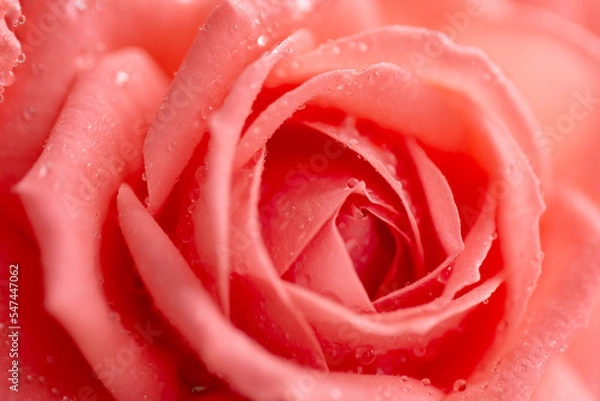 Fototapeta Pink rose flower with drops on the petals.