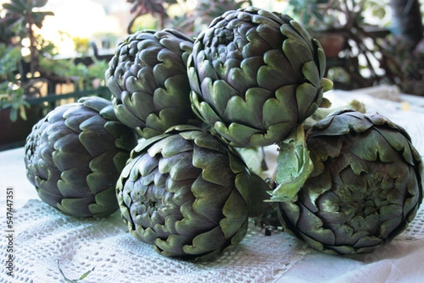 Fototapeta large artichokes, lots of artichokes on the tablecloth, round green artichokes, healthy vegetables, raw vegetables