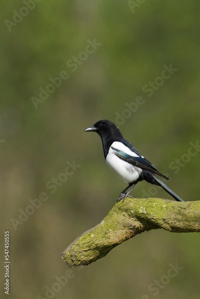 Fototapeta The Eurasian Magpie or Common Magpie or Pica pica on the branch with colorful background, winter time	