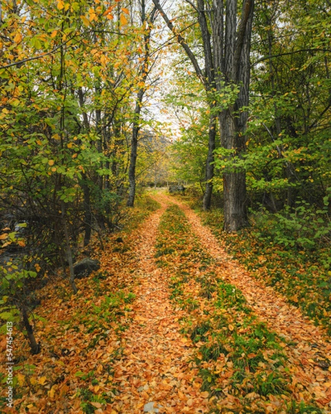 Obraz path in autumn forest