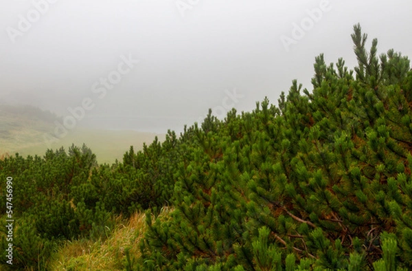 Obraz Beautifull landscape with Carpatian mountains and pine tries