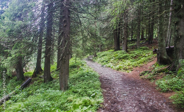 Obraz Beautifull landscape with Carpatian mountains and pine tries