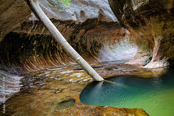Obraz Log in a Natural Pool