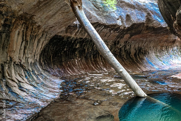 Obraz Tree Log in Natural Pool