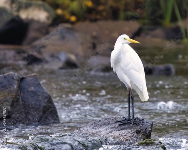 Fototapeta great heron