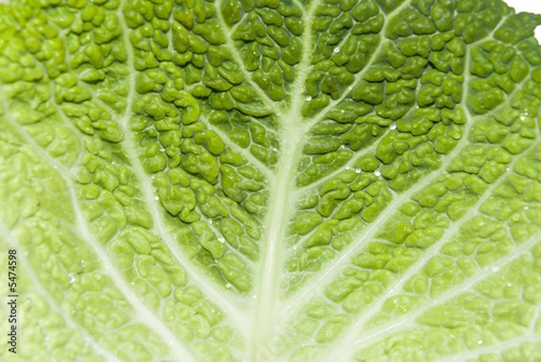 Obraz Close-up of green Savoy Cabbage crinkled leaves.
