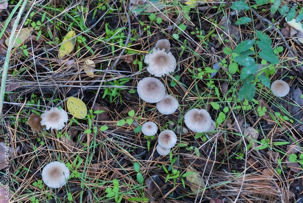 Fototapeta Group wild inedible mushroom mycena vulgaris growing on forest floor. Toadstool vulgar bonnet small mushrooms on thin leg and grey cap. Fungus in autumn time. Mycena poisoning. Top view.