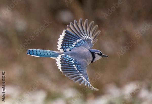 Fototapeta blue jay flying