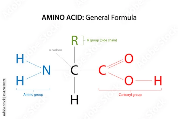 Fototapeta The general formula for an Amino Acid.
