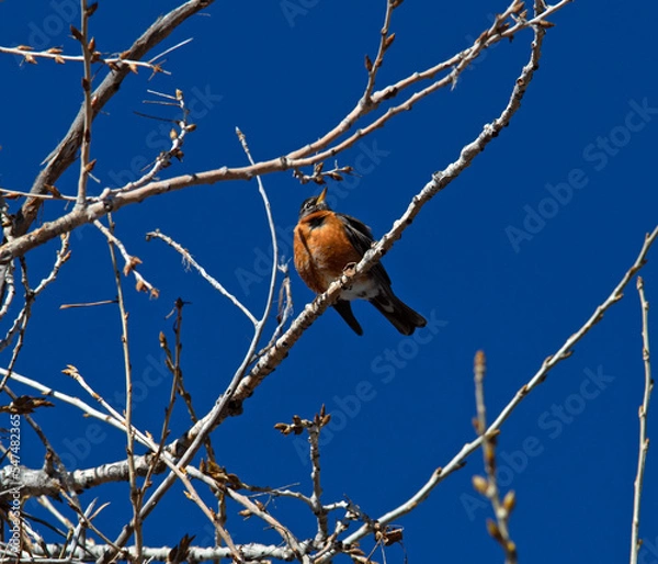 Obraz A red breasted robin sitting on branches in a tree