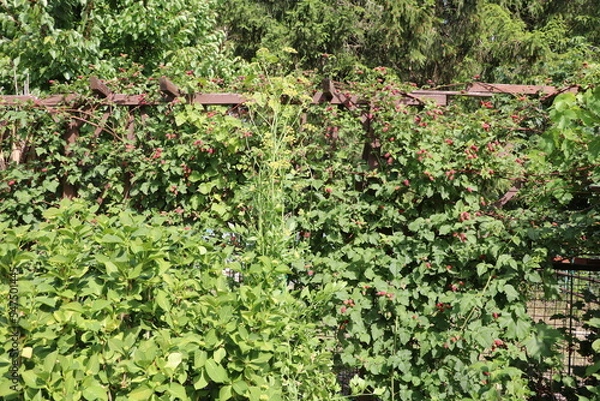 Fototapeta Raspberry cultivation on the trellis in the garden, Germany
