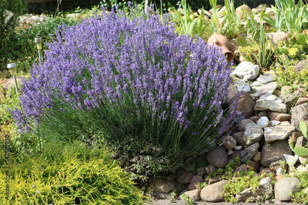Fototapeta Cultivation of Lavandula angustifolia in the garden, Germany
