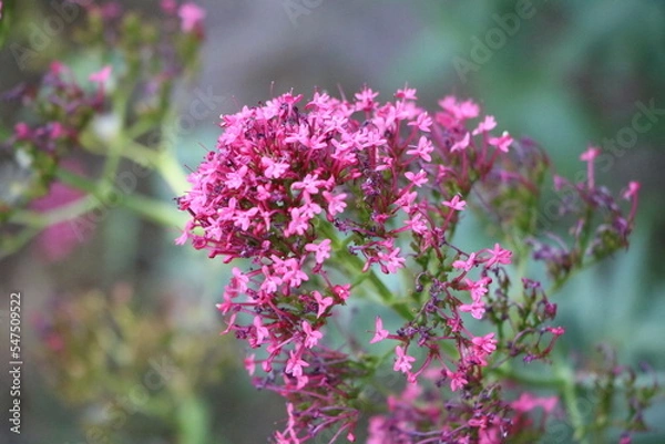 Obraz Red spur flower in spring