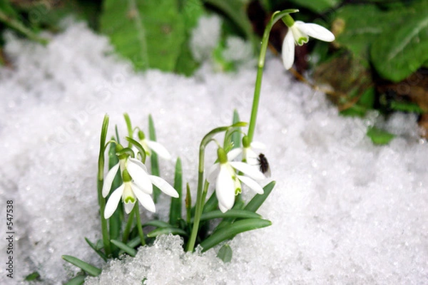 Obraz spring flowers.