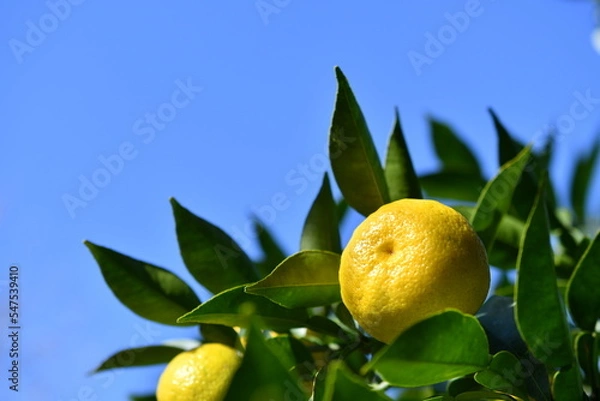 Obraz 柚子と青空