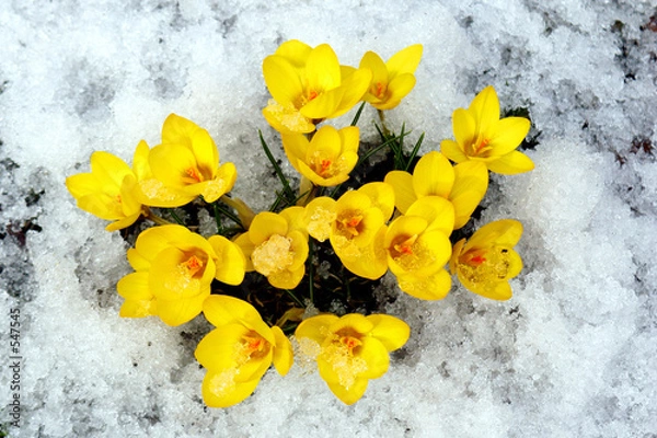 Fototapeta spring flowers.
