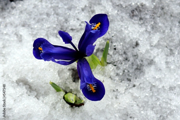 Obraz wiosenne kwiaty.