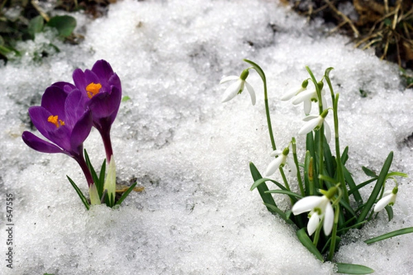 Obraz wiosenne kwiaty.