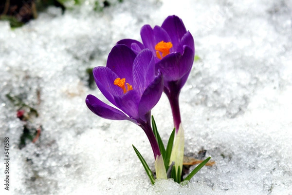 Obraz spring flowers.