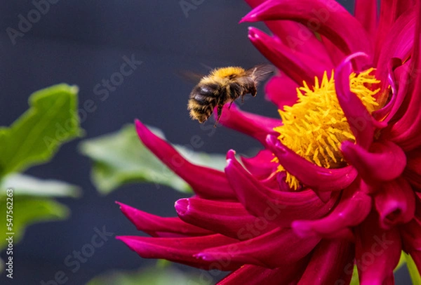 Obraz Hummel im Anflug
