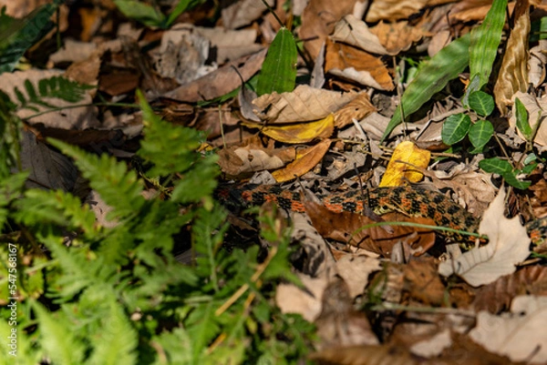 Obraz 冬眠準備のヤマカガシ