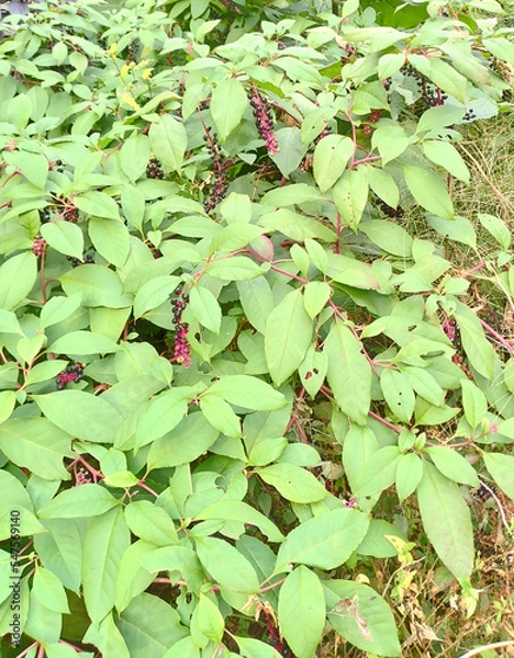 Fototapeta ヨウシュヤマブドウ