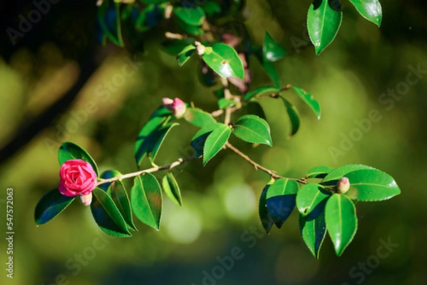 Fototapeta 花　植物