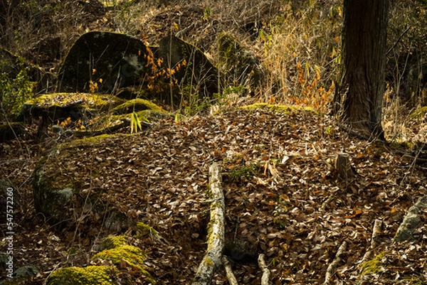 Obraz 植物　自然