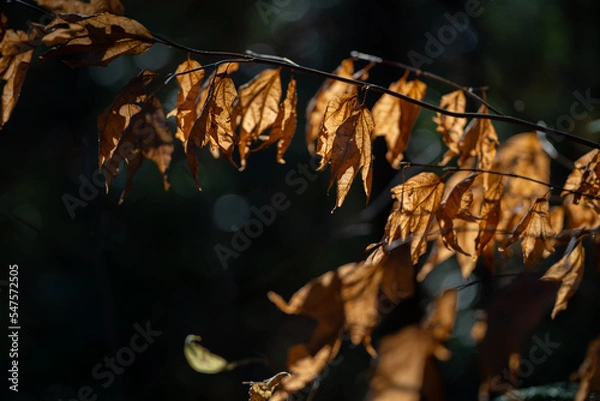 Obraz 枯れ葉　秋