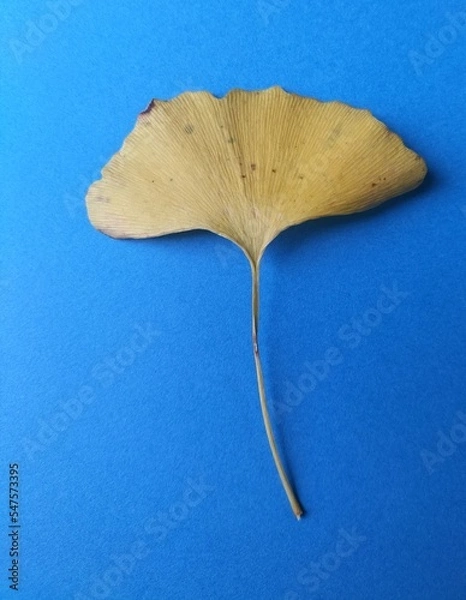 Obraz leaf on the ground