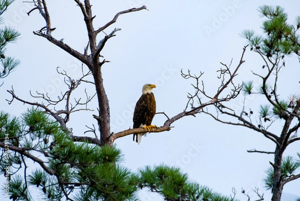 Fototapeta Eagle perched on a pine