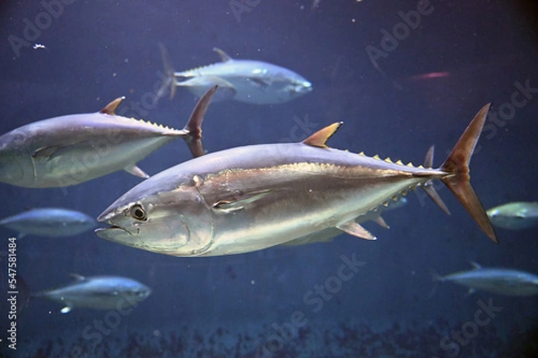Obraz 高速で水中を泳ぐクロマグロ