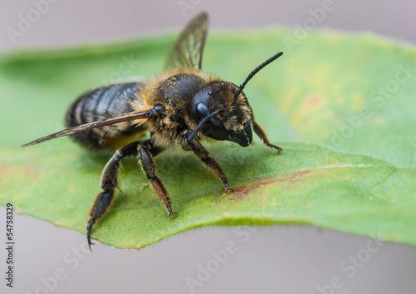 Fototapeta Leaf Cutter Bee