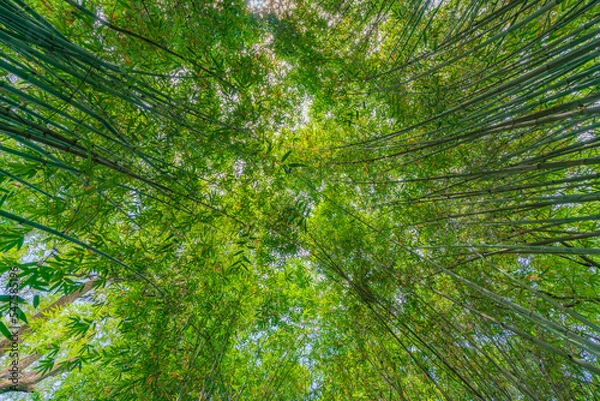 Fototapeta 竹林の中