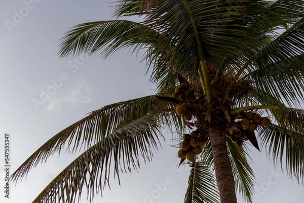 Fototapeta Branches de palmier en silhouette sur fond de ciel gris vue d'en dessous