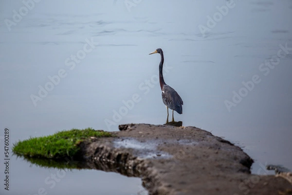 Obraz ave en xochimilco