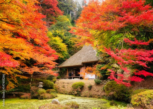 Obraz 秋の吉水園(秋の一般公開)