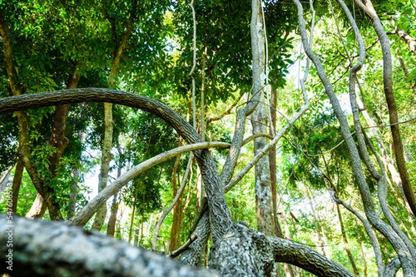 Fototapeta The trunk of Bauhinia winitii Craib tree