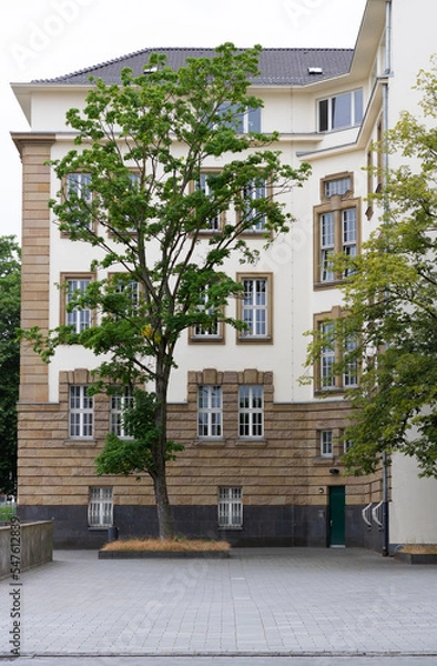 Obraz big tree in front of a house
