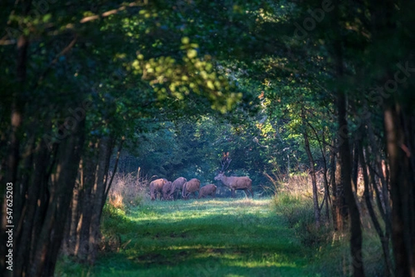 Obraz Ein Rothirsch steht mit einer Gruppe von Rehen auf einer Lichtung im Wald