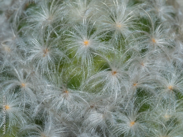 Fototapeta Focus close-up shot on blooming cactus (Mammillaria ). It is touched by moring sunlight.