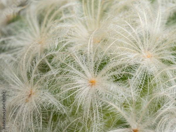 Fototapeta Focus close-up shot on blooming cactus (Mammillaria ). It is touched by moring sunlight.